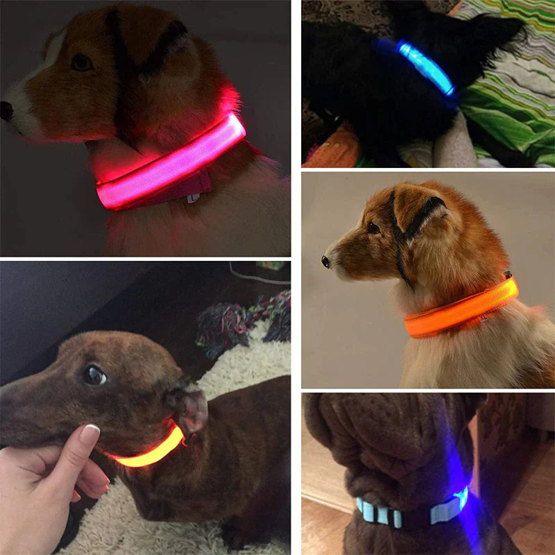 Light Up Dog Leash